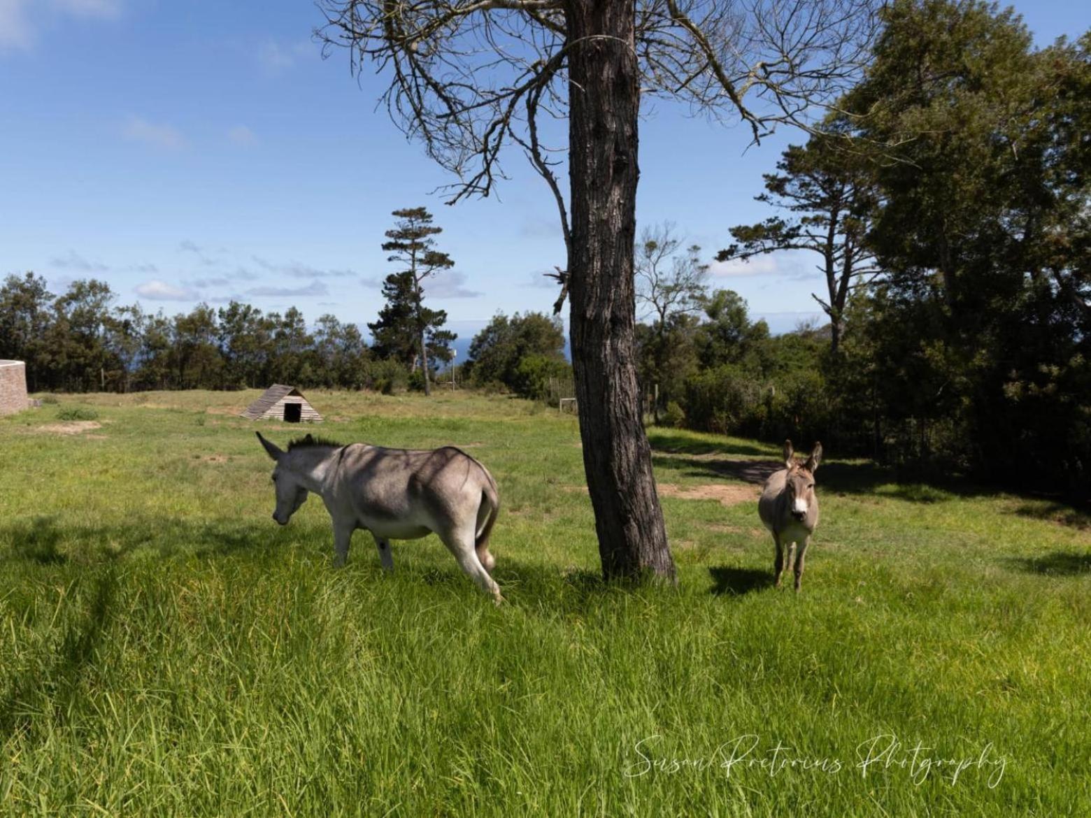 Dunkes Organic Equestrian Estate Apartment จอร์จ ภายนอก รูปภาพ